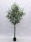 Lush 6-Foot Artificial Eucalyptus Tree - Lifelike Indoor/Outdoor Decorative Greenery in Stylish Pot